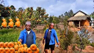 Very Beautiful Farming Life In Nepali Village || Orange Farming In Mountain Village || Db Limbu