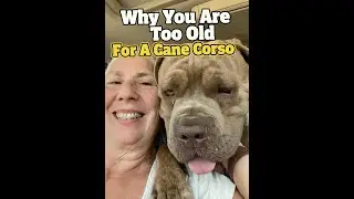 Why You Are Too Old For A Cane Corso #CaneCorso #ItalianMastiff #Dogs #PersonalProtection