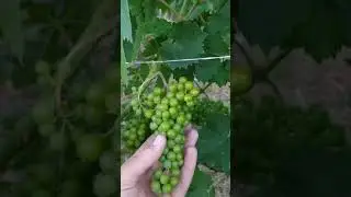 Sfogliatura della vite. Come eseguirla in modo corretto ed equilibrato
