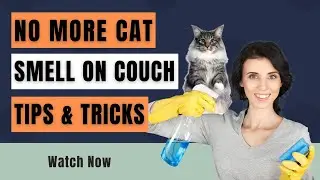 How Do You Get Cat Spray Smell Out of a Couch? |  Say Goodbye to Cat Spray Smell for Good!