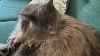 Relaxing Cat Grooming ASMR 30 Seconds of Pure Zen