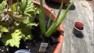 My Aloe Vera Plant | Fresh Aloe Sap/Gel