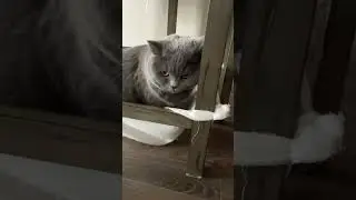 THATS NOT MY NAME ll Cat Misty ll Cat names #cats #trends