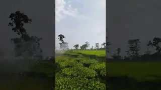 sprinkler irrigation system in tea garden#trending #viral #youtubeshorts #youtube #shorts #tea