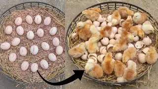 how to hatch eggs at home without incubator // amazing eggs hatching without incubator