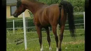 Wareno