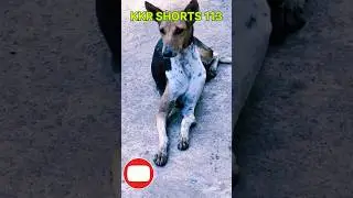 🧟Dog ar Dangerous/love❤️another dog/Dog sound/🧟dog barking#shorts#dog