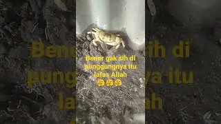 hewan langka #shortsvideo #shorts #subscribe #support  #hewan #kepiting #hewanlangka #kepitingputih