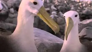 The Life of Birds   07   Finding Partners 0