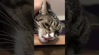 Tired of that dirty Butthole? Glandex Anal gland hygienic Pet wipes