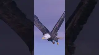 #shorts #Eagle in super #slow #motion at 1,000 fps with high #speed #camera