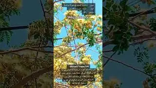 Woman's Tongue Tree اس درخت کو 
