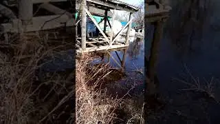 #shorts половодие хоть рис сажай