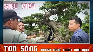 VIP 3. BONSAI NGHỆ THUẬT NAM ĐỊNH TỰ HÀO TOẢ SÁNG. #bonsainamdinh #caycanhnamdinh #xuanmaieco