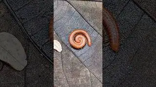 AMAZING! Red millipede 😰😰😰