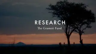 RESEARCH DRIVEN DECISIONS