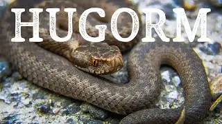 Hugorm // Den danske giftslange // Naturformidling, dansk naturfilm