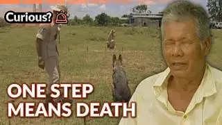 Heroic Dogs Risking Lives Detecting Landmines | Dogs with Jobs