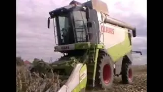 Zber  kukurice 2017 Claas lexion 550