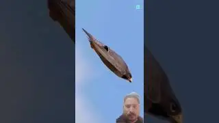 was discovery YouTube short video