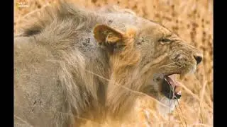 King of the Driest Savannah - Part 5 [ हिन्दी डॉक्यूमेंट्री ]  #nature #animals #wildlife #survival 