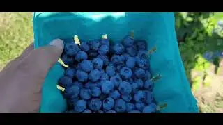 Butler&rsquo;s Orchard Blueberry Picking(బట్లర్స్ ఆర్చర్డ్ బ్లూబెర్రీ పికింగ్)