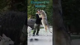 wolf🐺#viral#trending #respect#india#love#viralvideo#ytshorts#short#shorts#shortvideo#shortsfeed#wolf