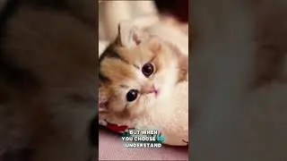 Stop Judging, Start Growing. #Wholesome #Sigma #cutecat #kitten #dailyreminder #emotionalhealing
