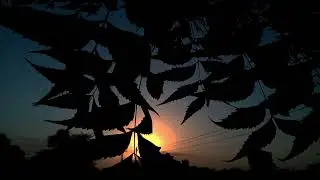 Jeene Laga Hu |sunset Status| Ramaiya Vastavaiya | Sunset 🌅 | Sunset stetus🥀 | Jeene Laga Hu  Status