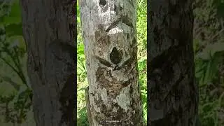 Rare Teardrop Treasure Marker Engraved on the  🥥 Trunk