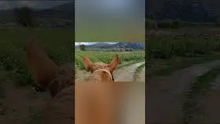 walking in avdou crete with Dioni