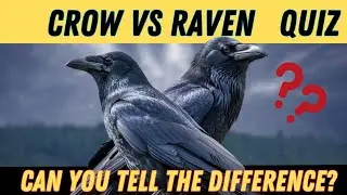 Crow vs Raven Quiz - Can You Tell Them Apart? 20 Questions