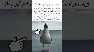 Strange birds 🕊️ of the nature #nature #seagulls #cleverbird #naturefacts #amazingbirds #shortsfeed
