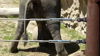 An Elephant Crapping!