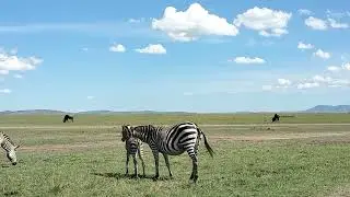The Future of Zebras Masai Mara Is Here