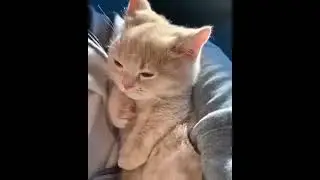 meow cute kitty #catsvideos #cutecatsandkittens
