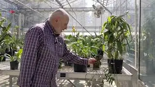 Clise Orchid Collection Tour with Michael Cory