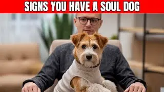 Signs You Have a SOUL Dog That Most OWNERS Miss These Signs