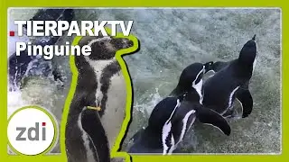 Die Humboldt-Pinguine und der Tierpfleger-Beruf &bull; TierparkTV Bochum 2018 mit LekkerWissen