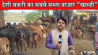 Sasta Deshi Bakri Mandi Khamhi Bazar Chhattisgarh।देशी बकरी का सबसे सस्ता बाजार खाम्ही लोरमी मुंगेली