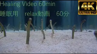 [癒しBGM]すみだ水族館 Sumida Aquarium[Healing BGM]