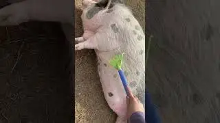 Bacon rakin #pig #plop #hogrider #animal #penny #funny #nom #cute #pigs