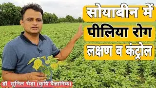 सोयाबीन में पीलिया रोग के लक्षण व कंट्रोल/ Yellow Vein Mosaic Virus of Soybean😴😴 #khetikadoctor