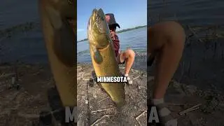 Ловля БОУФИНА!