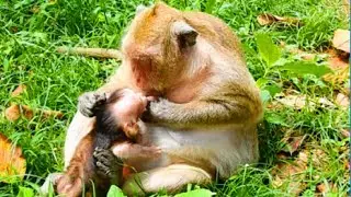 Popeye What's Doing Polly, Not Nurse and Breastfeeding Her, Very Pity Polly!