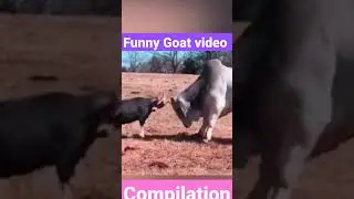 funny goat video compilation you must see 2021!!!!#funnygoat  #funnysheep #compilationvideos2021