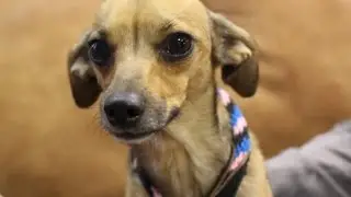 Dog on Stilts Needs Forever Home
