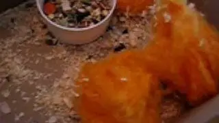 Tanja's Hamster