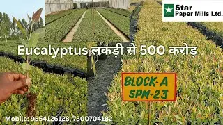 सफ़ेदा की खेती से किसान कैसे कमा सकते हैं अच्छा मुनाफ़ा? | Eucalyptus Clonal Plant - Star Paper Mill
