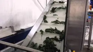 Kale Field Leaf Washer
